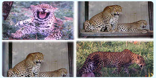 Zoos, wildlife sanctuaries to be shut in Bengal