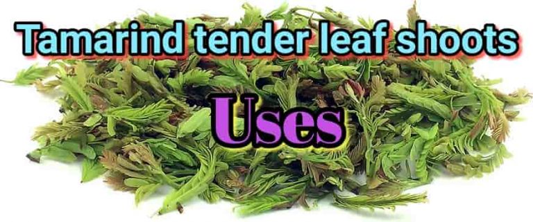 There Is a Big lose in June, if you don’t have Tamarind tender leaf shoots