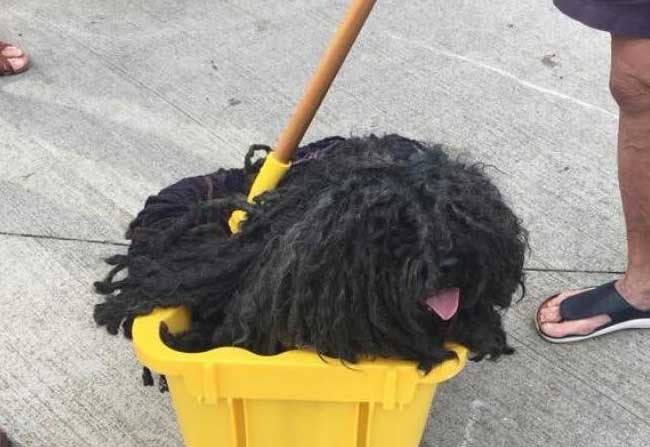 dog dressed as mop wins best halloween costume
