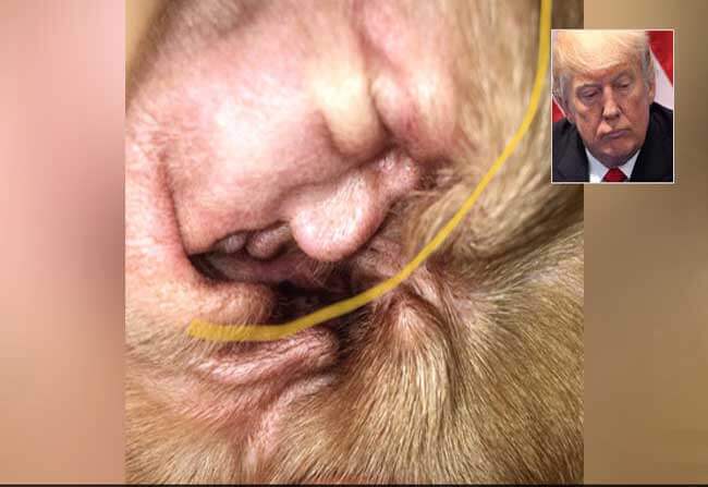 Dog diagnosed with ‘Trump’s Disease’