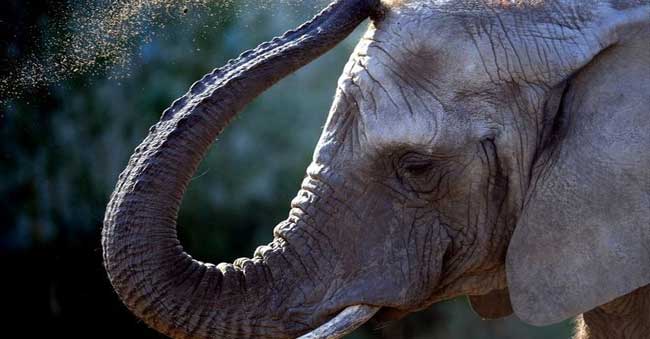Man kidnaps ‘his own’ elephant from Forest Officials.
