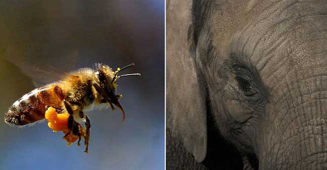 These ‘honey bees’ prevent hundreds of elephants from dying!