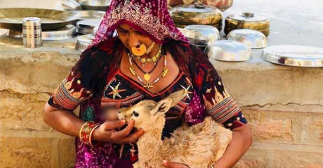 Woman breastfeeds a young deer in Rajasthan