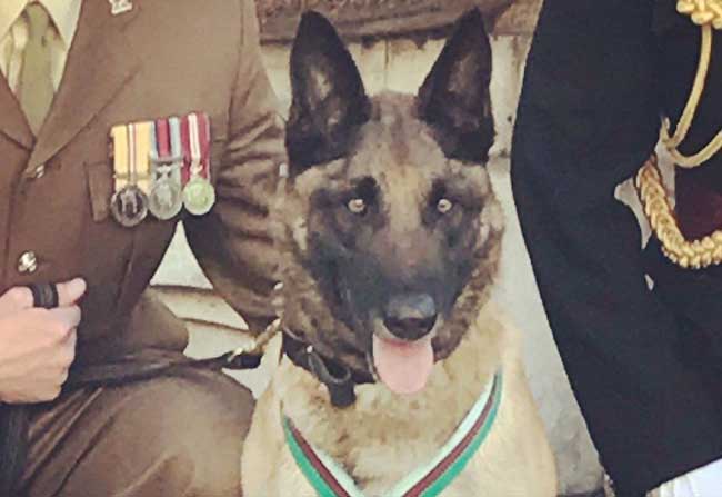 army dog wins highest gallantry award