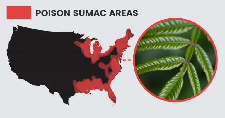 5 Natural Ways to Prevent & Treat Poison Sumac