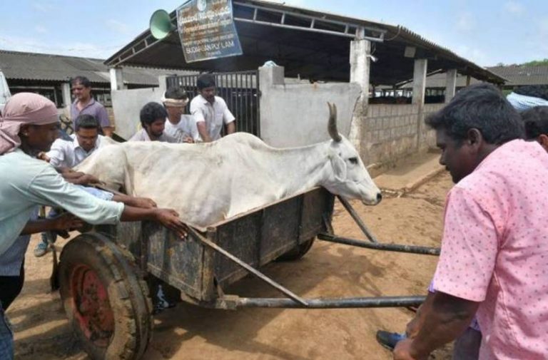Special Investigation Team assigned over deceased cows in Vijayawada
