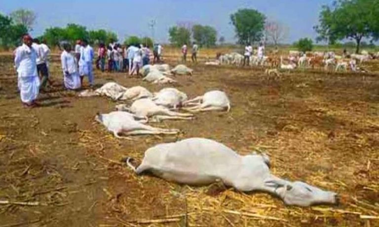 Tadepalli: 100 cows died at the goshala