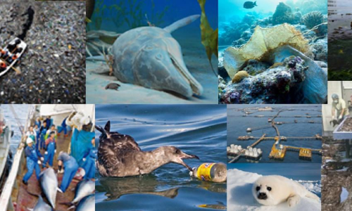 Facts that Prove that Humans are Killing Oceans