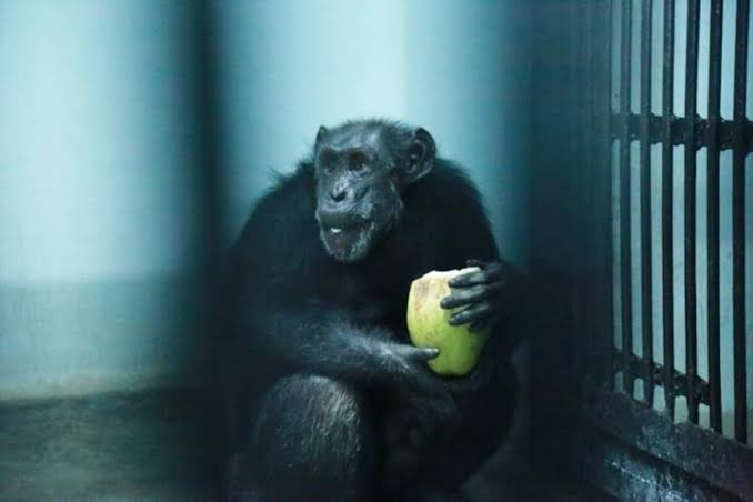 chimpanzee suzi escapes from enclosure in hyderabad zoo ,attacks gardener