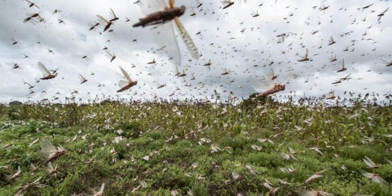 Govt steps in to fight with swarm of locusts as several states are under threat