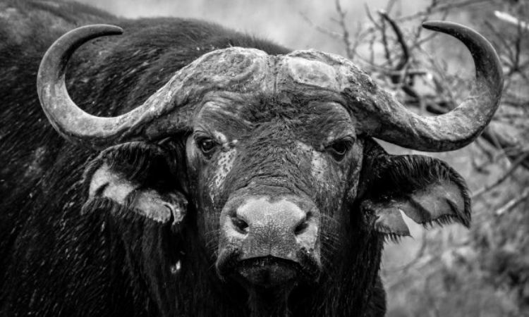 Minor beaten to death after buffalo damages crops