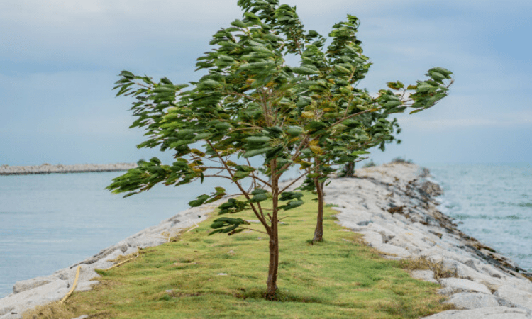 TMC suspends panchayat member over distribution of cyclone relief funds