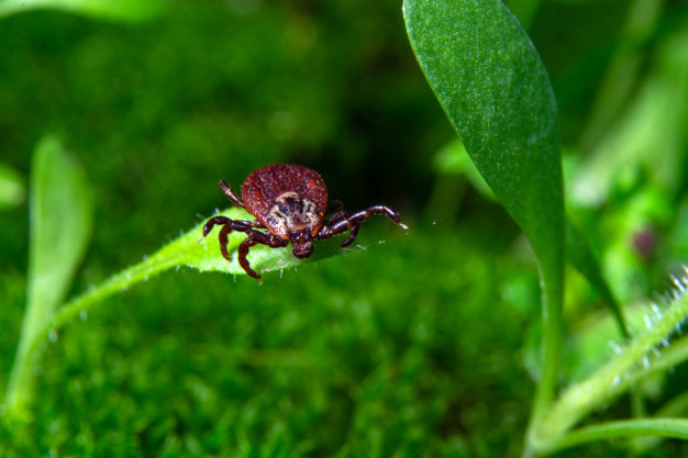 Russia’s Siberia region hit by invasion of blood-sucking ticks