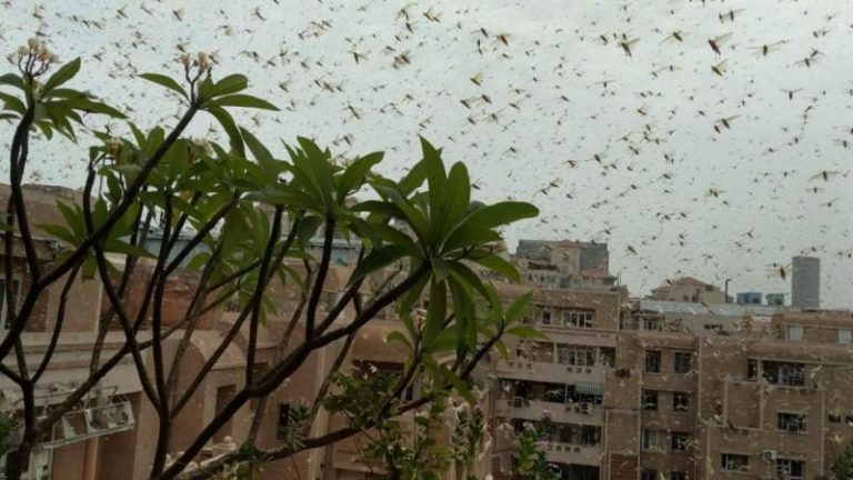 Huge swarms of locust have now reached Gurgaon
