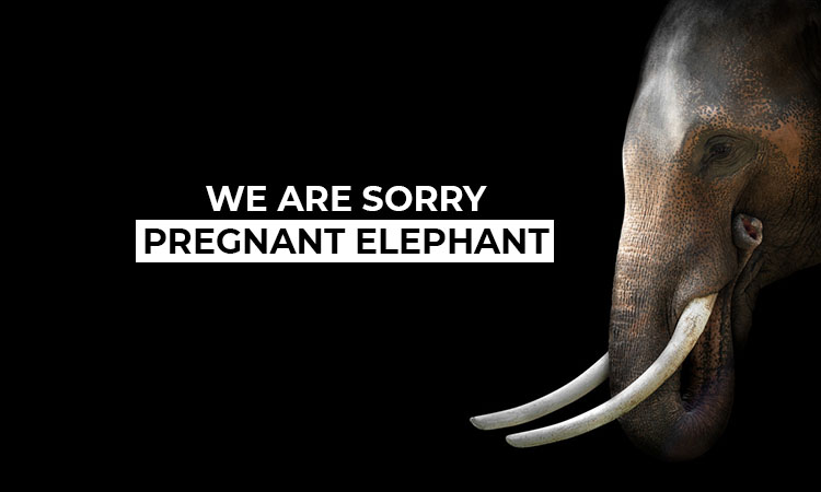 Two in custody for causing death of pregnant elephant