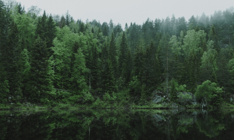 Scrap environment impact assessment draft: Green activists