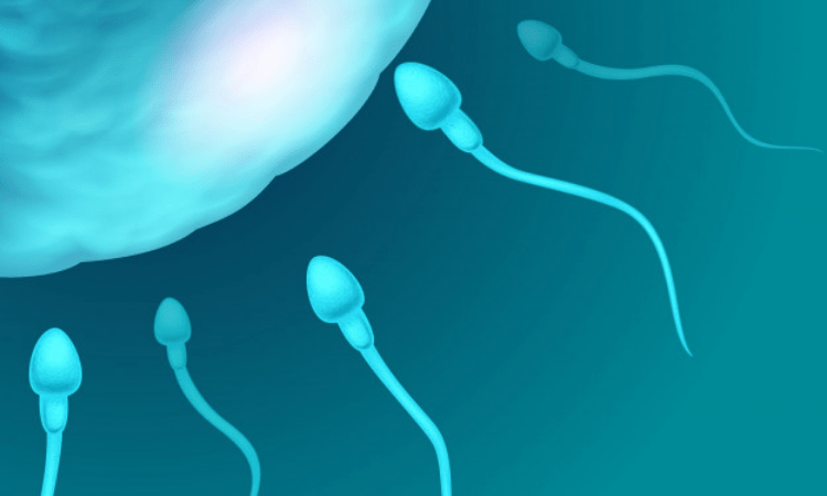 Human sperm swims in entirely different way than earlier thought
