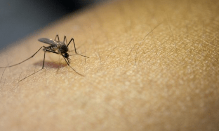 Delhi: Mosquito-borne diseases plummet in NDMC areas