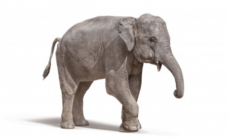 PETA India seeks probe into Jaipur elephant deaths