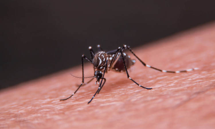 Cat Que Virus incapable of triggering epidemic: ICMR-NIV Director