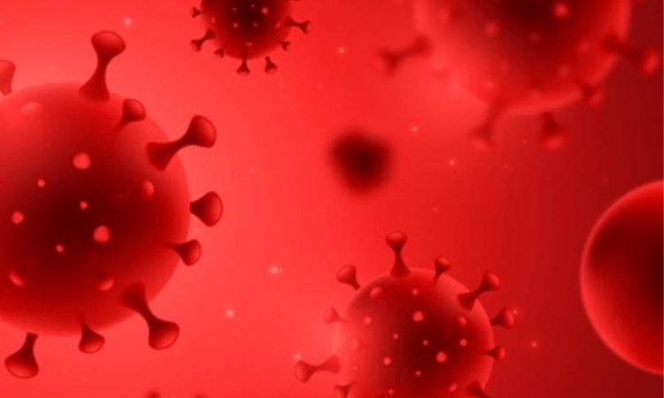 Humans can transmit Covid-19 virus to wildlife: Study