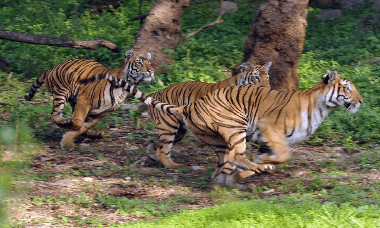 Hyderabad Zoo re-opens after nearly seven months