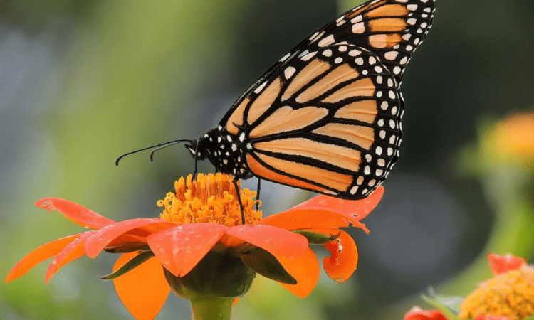 India’s 1328th butterfly species found in Rajasthan