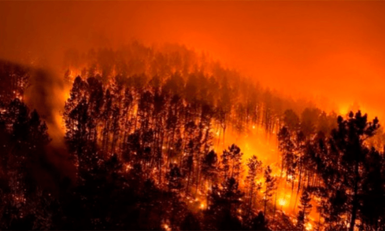 Wildfires close all national forest land across Colorado