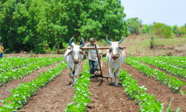 With Microsoft Cloud, CropData helping Indian farmers earn better