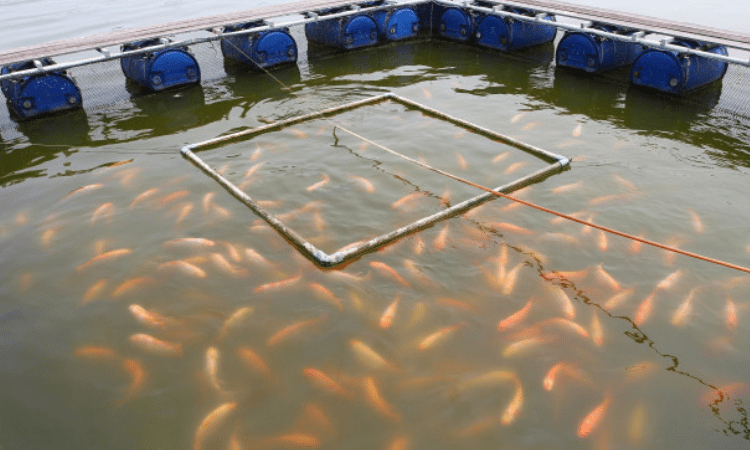‘Aquaculture farmers should use biofloc technology carefully’