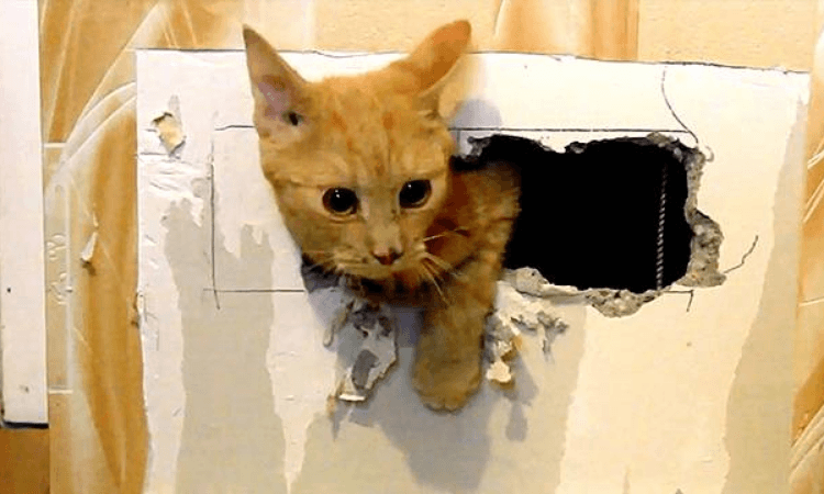 Cat mother, kitten trapped in ventilation shaft for 8 days rescued