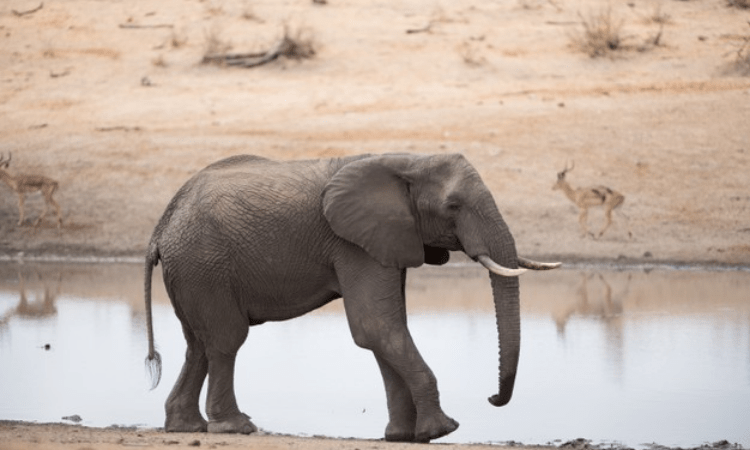 Free from confinement, a happy Diwali for elephant Sunder