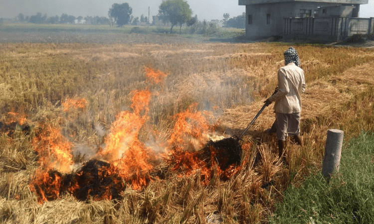 Stubble burning contributing 40% to Delhi’s pollution