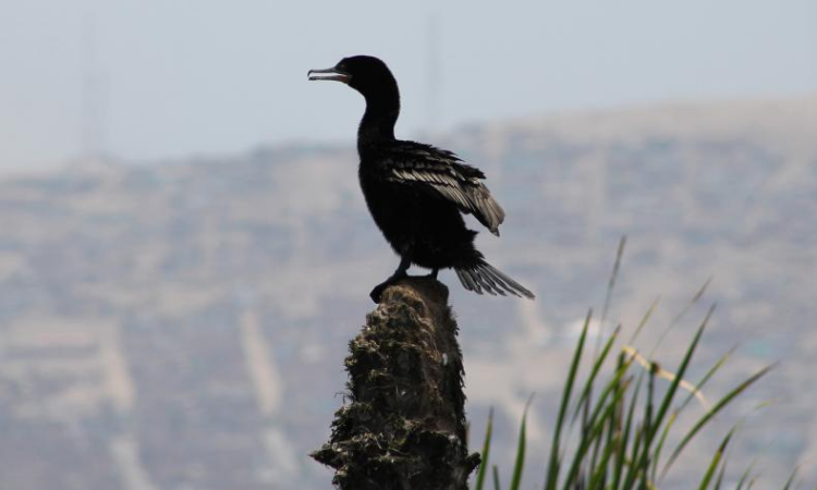 Now Bird Flu plagues Raj as it battles mutant Covid strain
