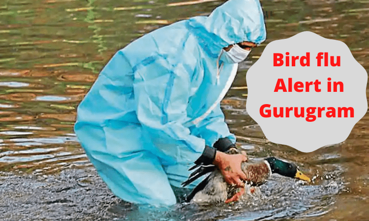 Bird flu: Alert in Gurugram after 11 crows found dead