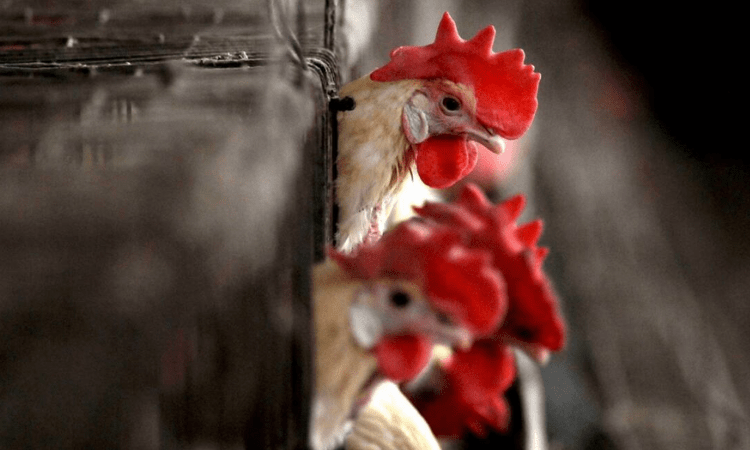 Bird flu: Goa bans transportation of birds from Maharashtra, Karnataka