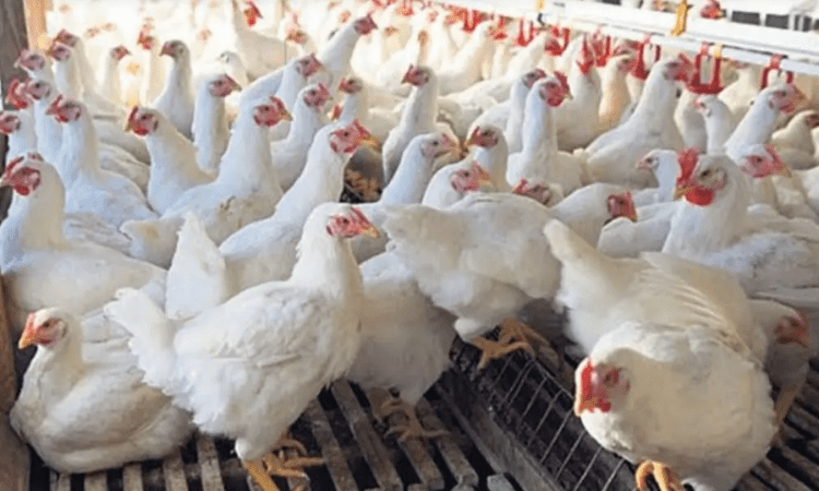 Bird flu: J&K govt bans entry of poultry