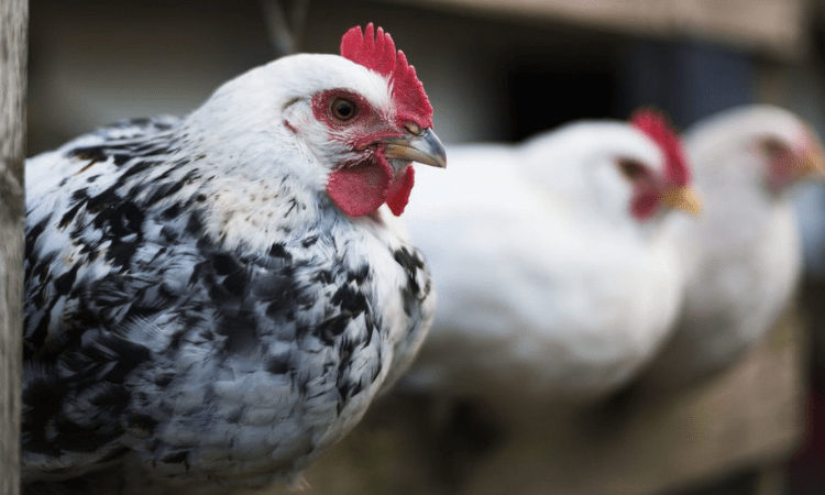 Bird flu claims lives of 4,324 migratory birds in HP: CM