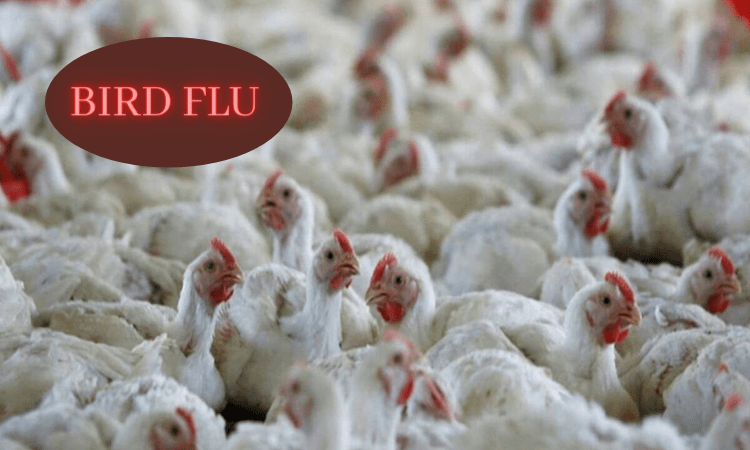 Bird flu confirmed in 10 states, including Maharashtra, Delhi