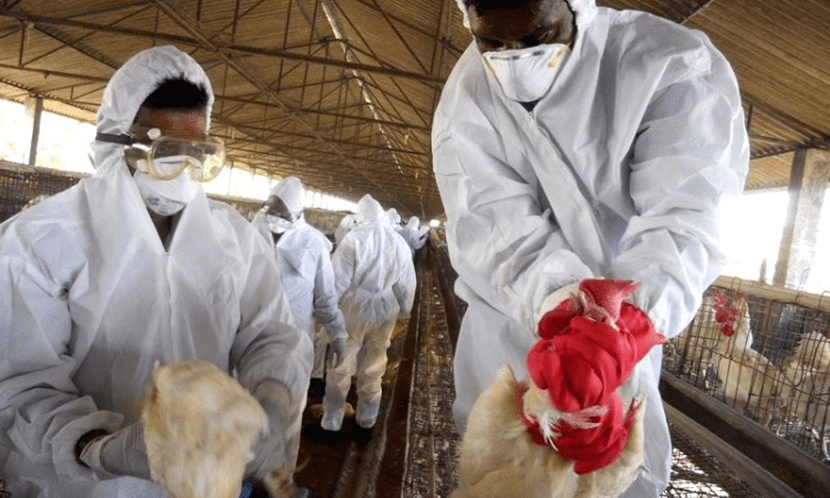 Bird flu confirmed in Delhi, samples test positive
