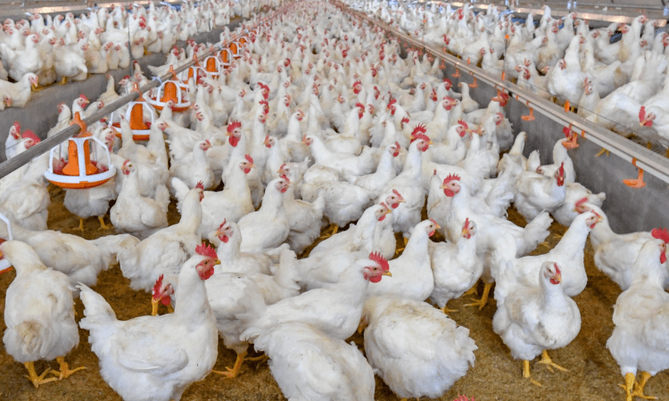 Bird flu scare: Delhi bans import of live birds from Sat