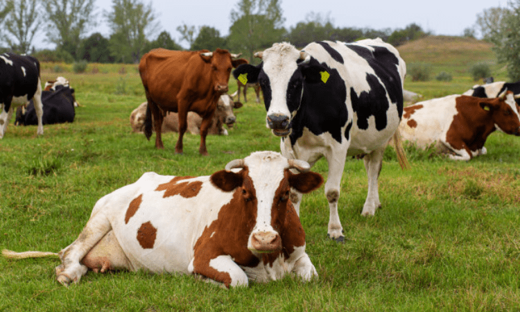 Eight cows mowed down by train, six injured