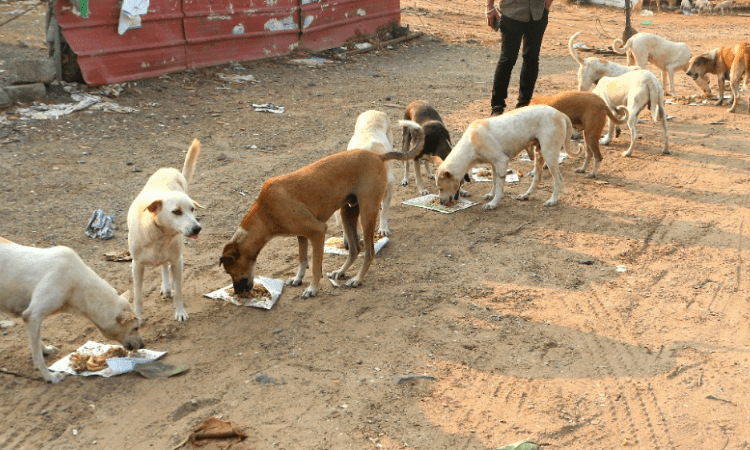 Kerala village to hold condolence meet for stray dog