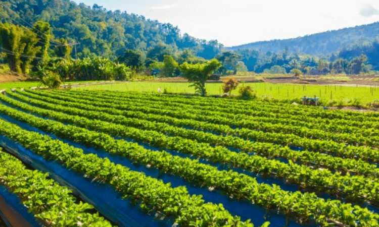NABARD estimates Odisha’s credit potential at Rs 1,10,735 cr