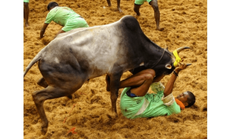 Over 50 docs, PETA sound Covid alert on ‘Jallikattu’