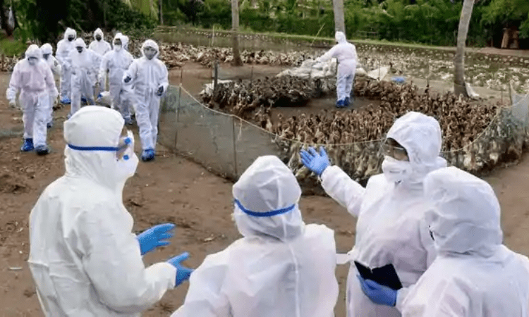 Samples of dead crows in Delhi sent for testing amid bird flu scare