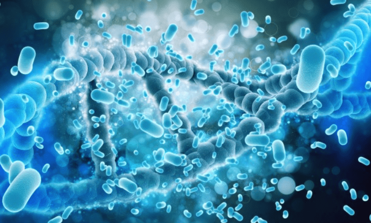 Are good bacteria getting viral infections?