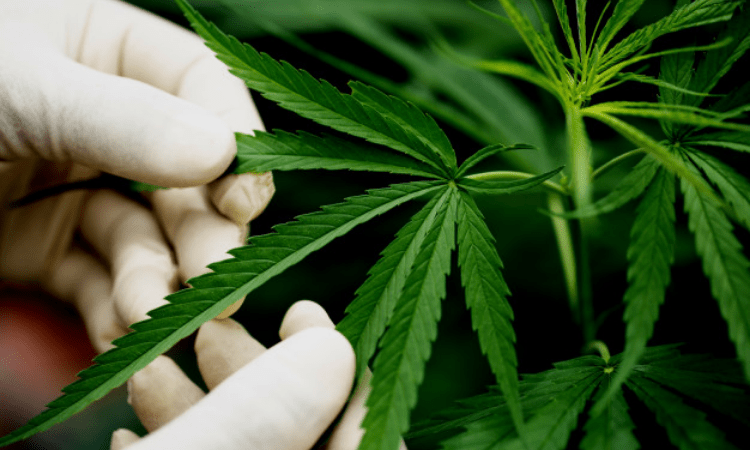 Cannabis therapy may reduce BP in older adults