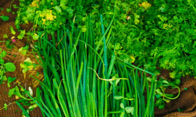 Green leafy veggies may up thinking skills later