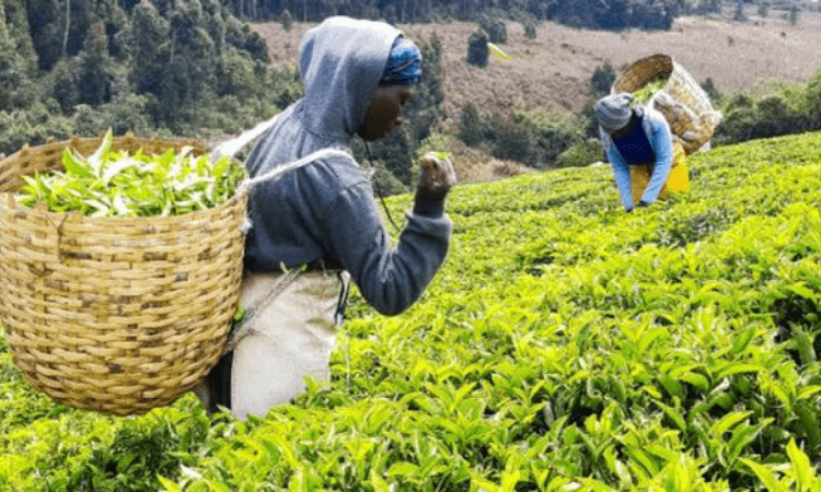 Tea industry to benefit from Budget